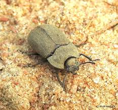 Attēlu rezultāti vaicājumam “Opatrum sabulosum”