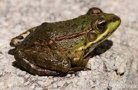 Attēlu rezultāti vaicājumam “Pelophylax juvenile”