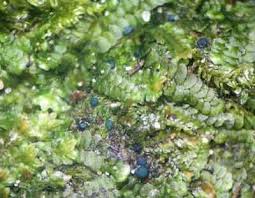 Attēlu rezultāti vaicājumam “Mniaecia jungermanniae”