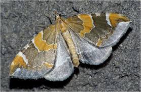 Attēlu rezultāti vaicājumam “Eulithis pyropata”