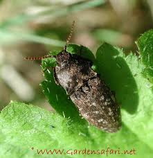 Attēlu rezultāti vaicājumam “Agrypnus murinus”