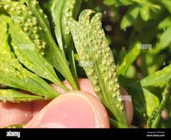 Attēlu rezultāti vaicājumam “Tranzschelia pruni-spinosae”