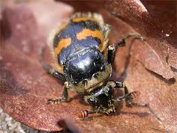 Attēlu rezultāti vaicājumam “Nicrophorus vespillo”