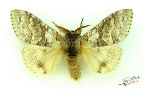 Attēlu rezultāti vaicājumam “Calliteara pudibunda”