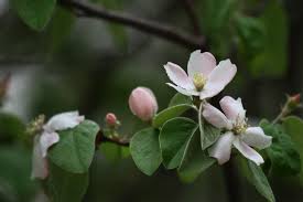Attēlu rezultāti vaicājumam “Cydonia oblonga flower”