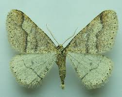 Attēlu rezultāti vaicājumam “Agriopis marginaria”