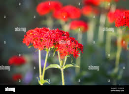 Attēlu rezultāti vaicājumam “Silene chalcedonica fruit”