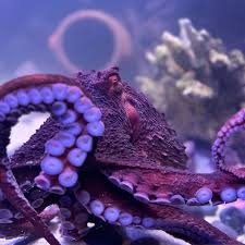 Image result for Enteroctopus dofleini
