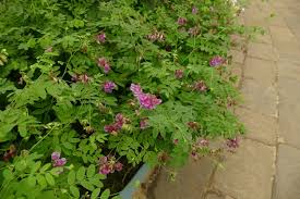 Attēlu rezultāti vaicājumam “Lathyrus niger”