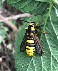 Attēlu rezultāti vaicājumam “Sesia apiformis”