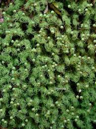 Attēlu rezultāti vaicājumam “Bartramia pomiformis”