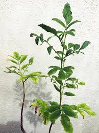 Attēlu rezultāti vaicājumam “Sambucus nigra leaf”