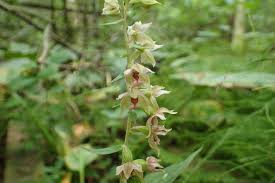 Attēlu rezultāti vaicājumam “Epipactis helleborine flower”
