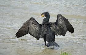 Image result for Phalacrocorax carbo