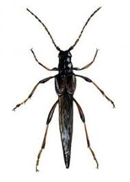 Attēlu rezultāti vaicājumam “Necydalis major”