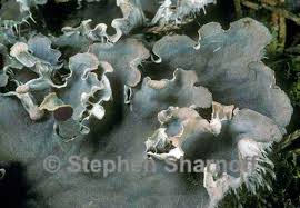 Attēlu rezultāti vaicājumam “Peltigera canina”