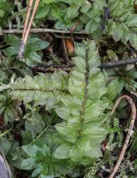 Attēlu rezultāti vaicājumam “Plagiomnium medium”