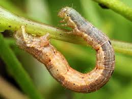 Attēlu rezultāti vaicājumam “Xanthorhoe biriviata”