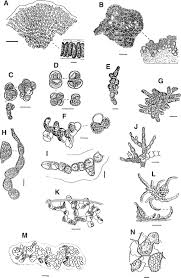 Attēlu rezultāti vaicājumam “Cinclidotus danubicus cells”