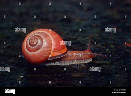 Attēlu rezultāti vaicājumam “Cepaea nemoralis”