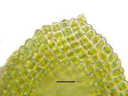 Attēlu rezultāti vaicājumam “Anomodon viticulosus”