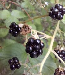 Attēlu rezultāti vaicājumam “Rubus plicatus fruit”