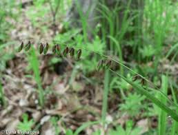 Attēlu rezultāti vaicājumam “Melica nutans flower”