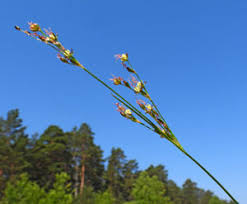 Attēlu rezultāti vaicājumam “Juncus nastanthus”
