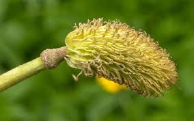 Attēlu rezultāti vaicājumam “Ranunculus lanuginosus bud”