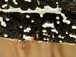 Attēlu rezultāti vaicājumam “Ceratiomyxa morchella spores”