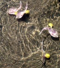 Image result for Acroteriobatus blochii