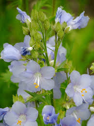 Attēlu rezultāti vaicājumam “Polemonium caeruleum leaf”