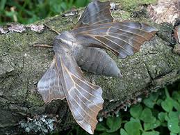 Attēlu rezultāti vaicājumam “Laothoe amurensis”