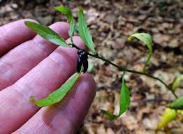Attēlu rezultāti vaicājumam “Cardamine bulbifera leaf”