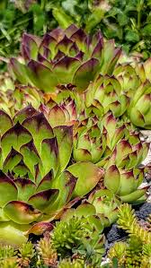 Image result for echtes Hauswurz