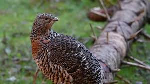 Attēlu rezultāti vaicājumam “Tetrao urogallus female”