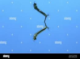 Attēlu rezultāti vaicājumam “Culex pipiens larva”