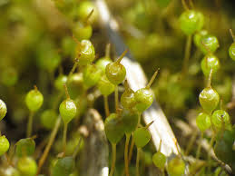 Attēlu rezultāti vaicājumam “Physcomitrium pyriforme sporophyte”