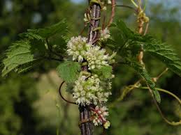 Attēlu rezultāti vaicājumam “Cuscuta europaea”