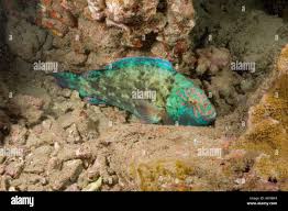 Image result for Calotomus carolinus