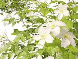 Attēlu rezultāti vaicājumam “Rubus caesius flower”