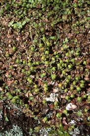 Attēlu rezultāti vaicājumam “Reboulia hemisphaerica”