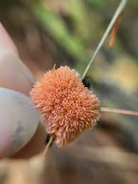 Attēlu rezultāti vaicājumam “Tubifera magna”