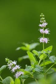 Attēlu rezultāti vaicājumam “Mentha spicata flower”