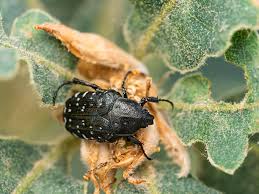 Attēlu rezultāti vaicājumam “Oxythyrea funesta”