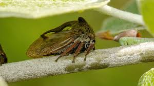 Attēlu rezultāti vaicājumam “Centrotus cornutus”