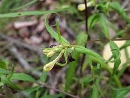 Attēlu rezultāti vaicājumam “Melampyrum pratense bud”