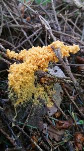 Attēlu rezultāti vaicājumam “Oligonema persimile sessile”