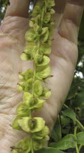 Attēlu rezultāti vaicājumam “Pterocarya fraxinifolia flower”