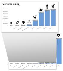 Image result for genome sizes